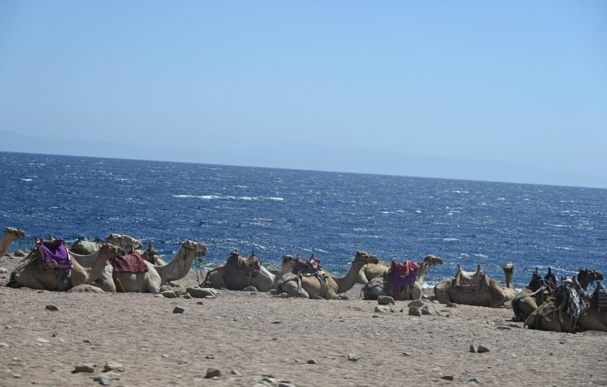 Abu Galum Safari Trip