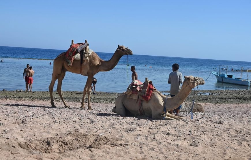 Abu Galum Safari Trip