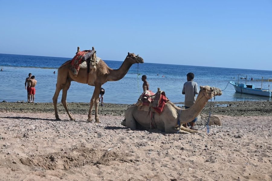 Abu Galum Safari Trip