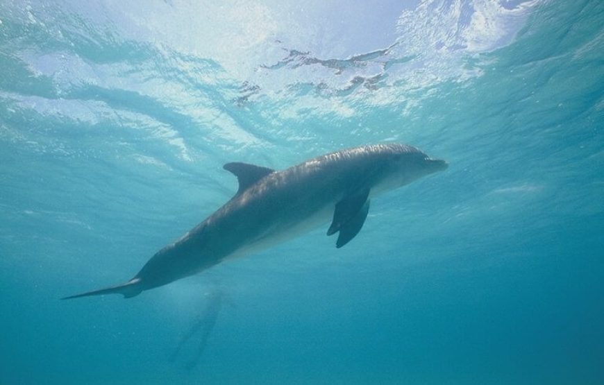Dolphin Exciting Show