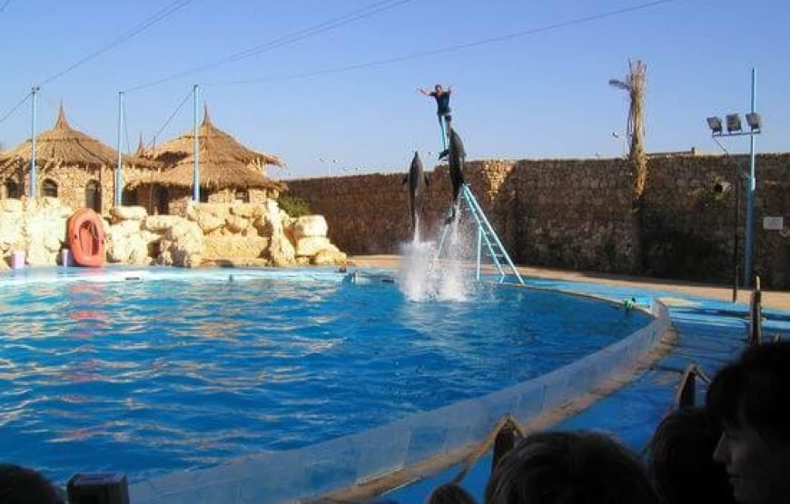 Dolphin Exciting Show