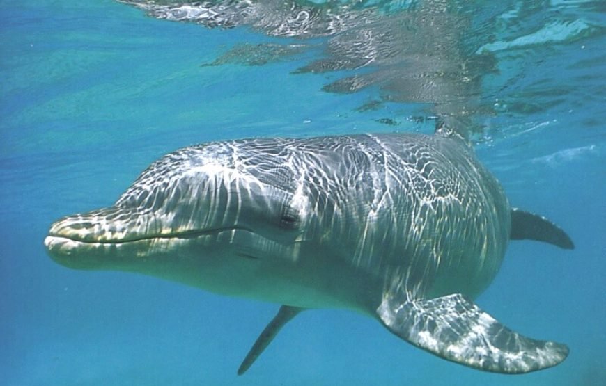 Dolphin Exciting Show