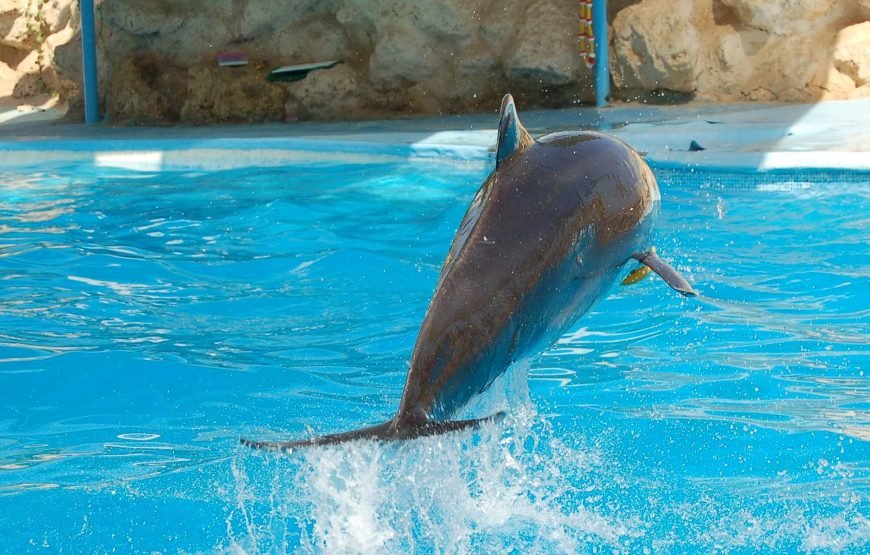 Dolphin Exciting Show