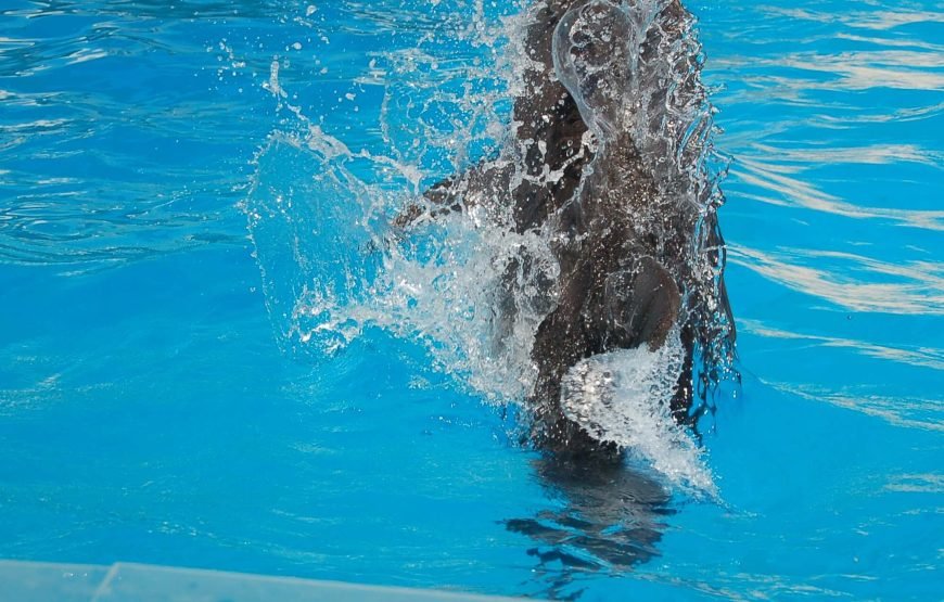 Dolphin Exciting Show