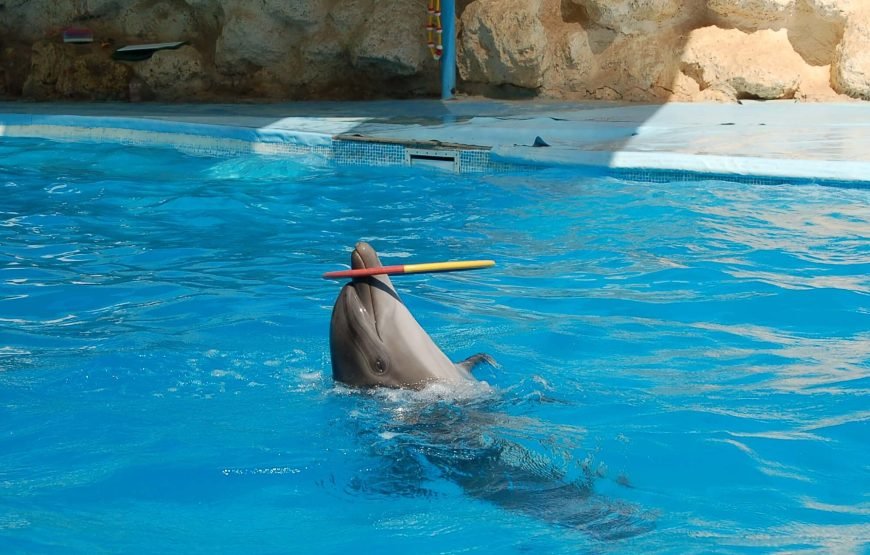 Dolphin Exciting Show