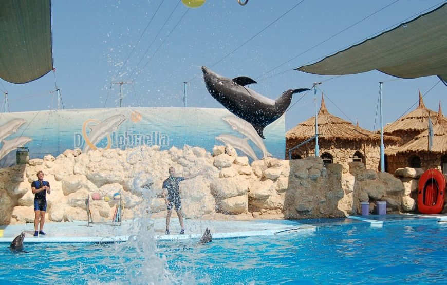 Dolphin Exciting Show