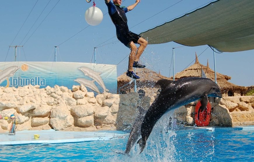 Dolphin Exciting Show