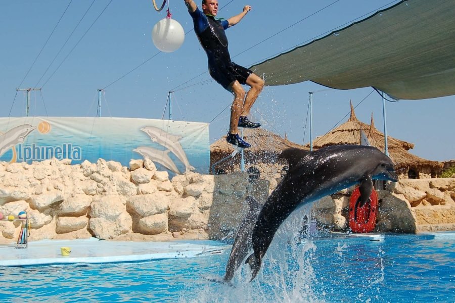 Dolphin Exciting Show