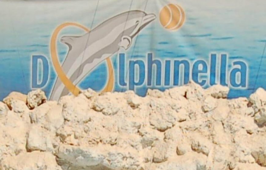 Dolphin Exciting Show