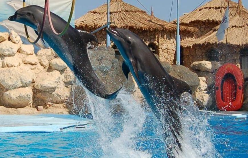 Dolphin Exciting Show