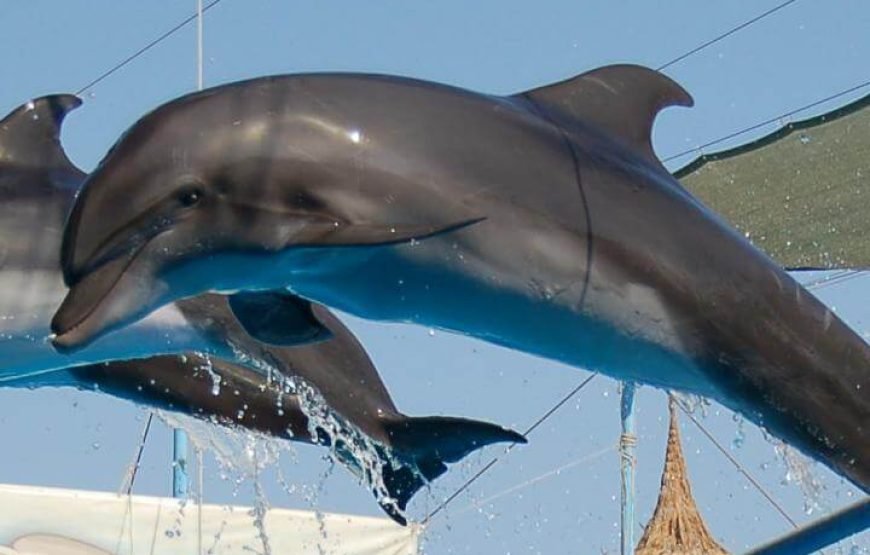 Dolphin Exciting Show