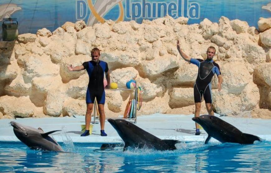 Dolphin Exciting Show
