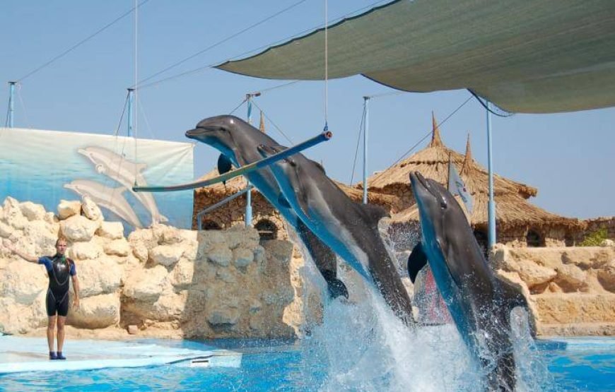Dolphin Exciting Show