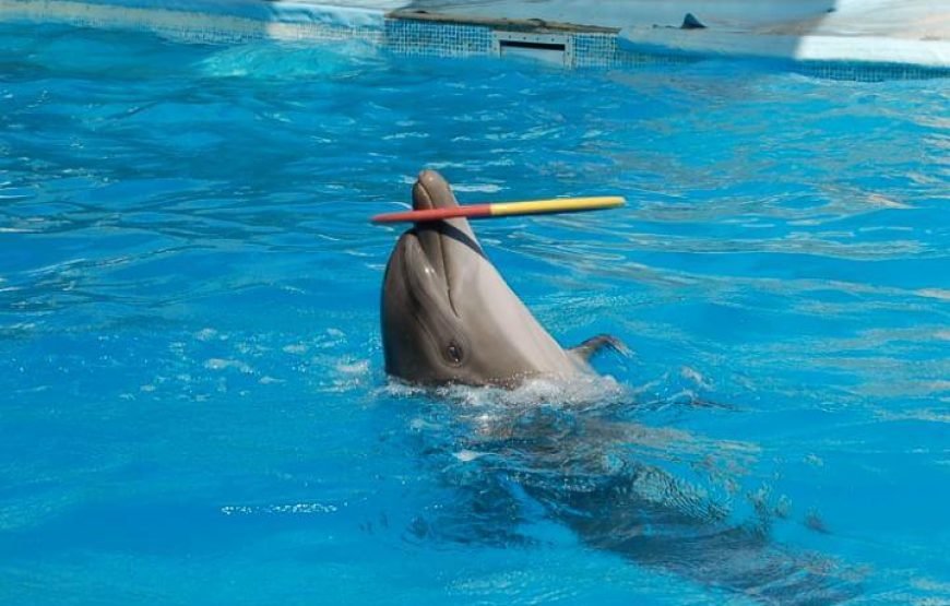 Dolphin Exciting Show
