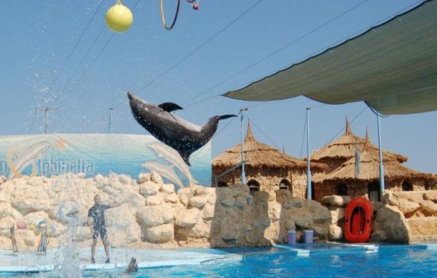 Dolphin Exciting Show