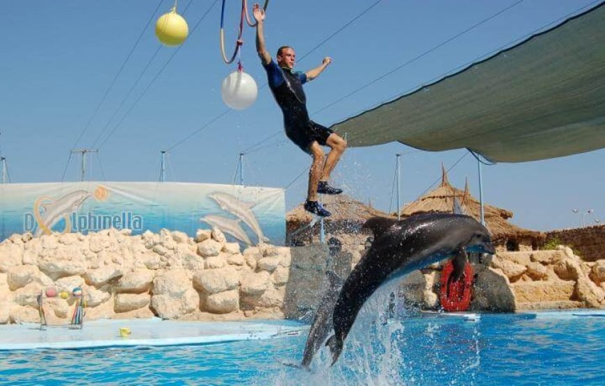 Dolphin Exciting Show