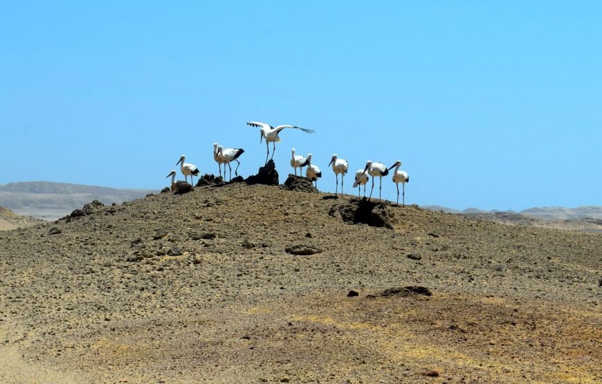 Ras Mohammed Overnight Safari