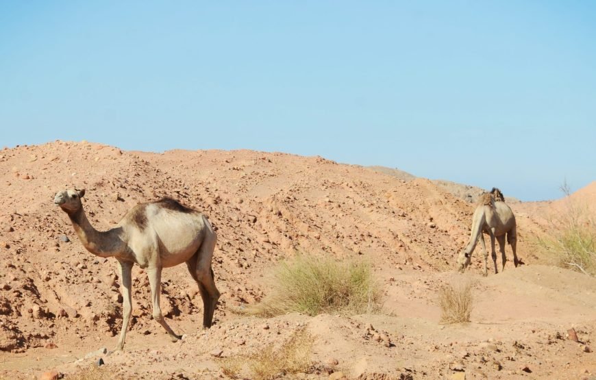 Ras Mohammed Overnight Safari
